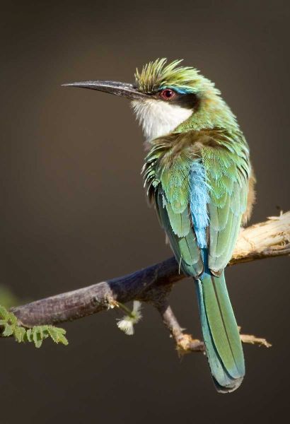 Kenya Somali bee-eater bird on limb